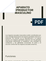 Anatomía y Funciones del Escroto | PDF | Testículo | Artería