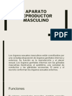 Clase 6. APARATO REPRODUCTOR MASCULINO