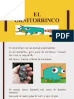 El Ornitorrinco