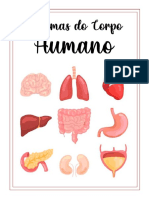 Os principais sistemas do corpo humano e suas funções