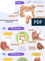 Anatomía Del Intestino Grueso