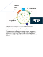 Composición General de Una Lipoproteína