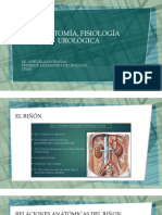 Anatomia Urologica PDF