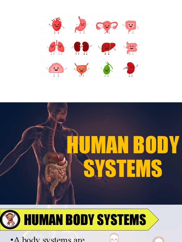 Overview of Human Body Systems | PDF