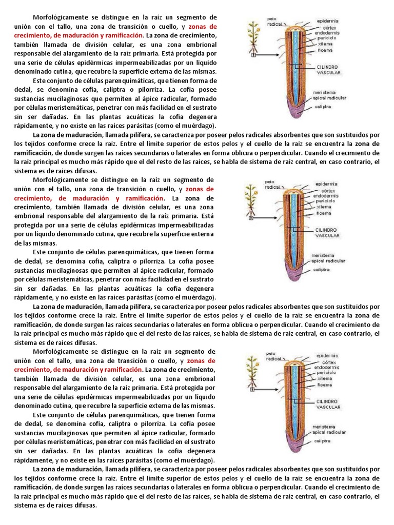 Zonas de crecimiento en raíces de plantas | PDF | Raíz | Tallo de la planta