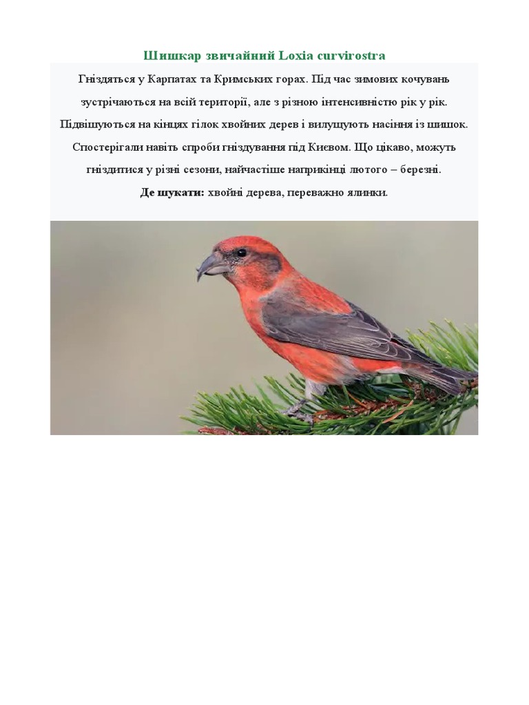 Шишкар | PDF