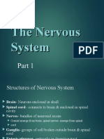 The Nervous System Part 1: Structures and Functions