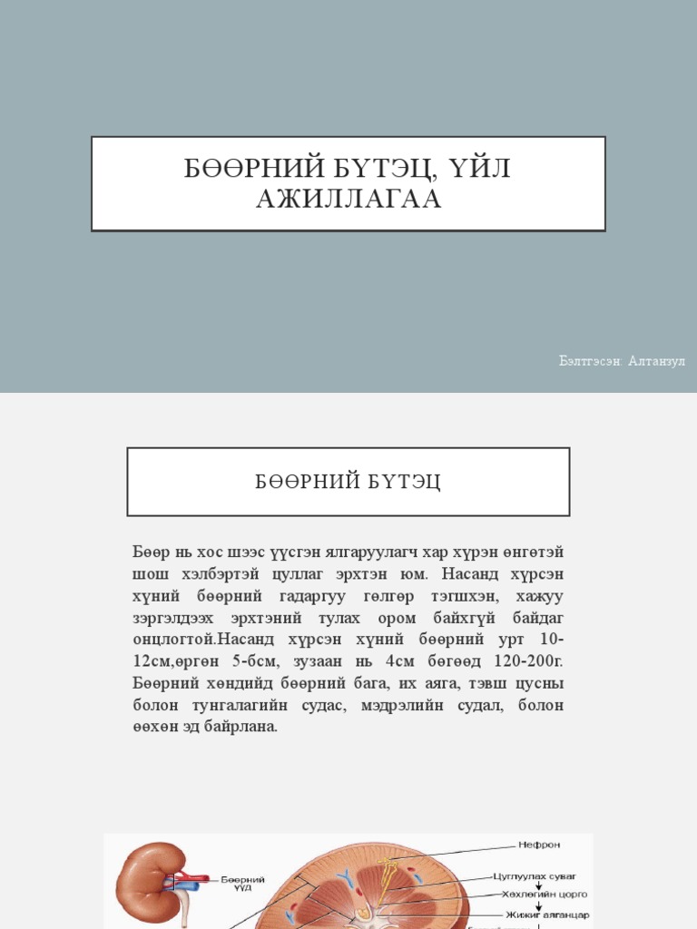 Бөөрний бүтэц үйл ажиллагаө | PDF