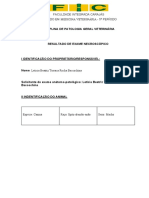 Resultado de necropsia de cão Spitz-alemão-anão