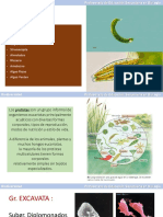 Protistas PDF