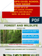 Social Studies Lesson on Forests and Wildlife