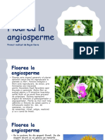 Floarea La Angiosperme