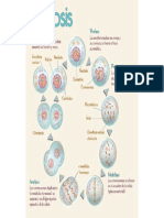 Mitooosis PDF