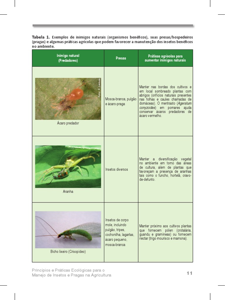 Insetos Beneficos | PDF | Agricultura | Insetos