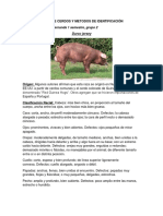 Razas de Cerdos y Metodos de Identificación PDF