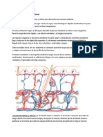 Circulación y Drenaje Linfatico