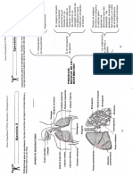Actividad Del Sistema Circulatorio PDF