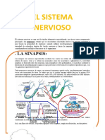 El Sistema Nervioso