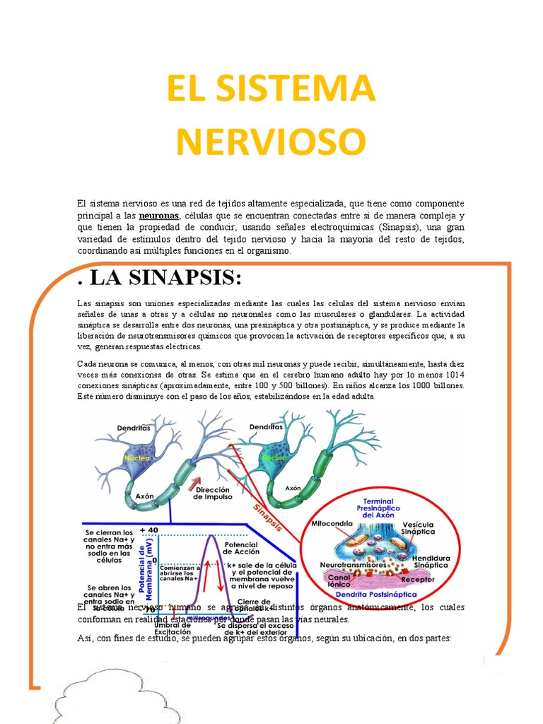 Introducción al Sistema Nervioso | PDF | Sinapsis | Cerebro