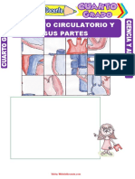 Aparato Circulatorio y Sus Partes para Cuarto Grado de Primaria