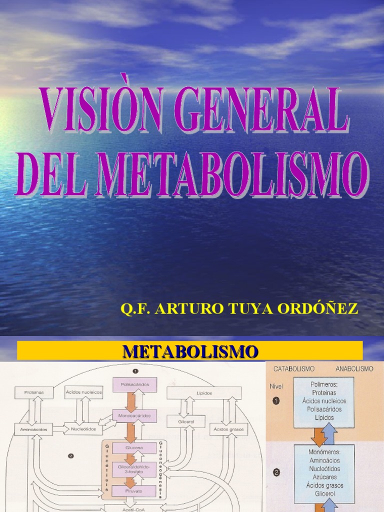 Metabolimo de CarbohidratosCadena TrasportadoraKrebs Ok Descargar
