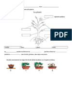 Corto 4prim PDF