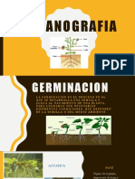 Organografia Vegetal