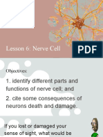 Lesson 6 Nerve Cells