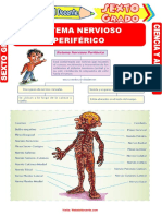 Sistema-Nervioso-Periférico-para-Sexto-Grado-de-Primaria