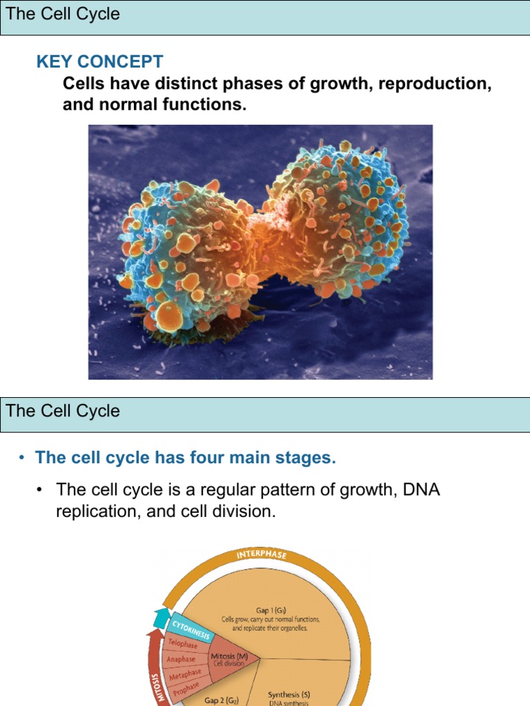 The Stages of the Cell Cycle A Detailed Examination of the Growth and Biology Diagrams