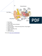 Bagian - Bagian Telinga