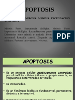 Apoptosis.ppt