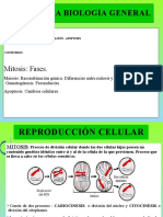 12 Mitosis