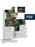 Camaleones Biologia PDF