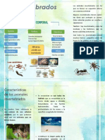 Animales Ivertebrados - 2 PDF