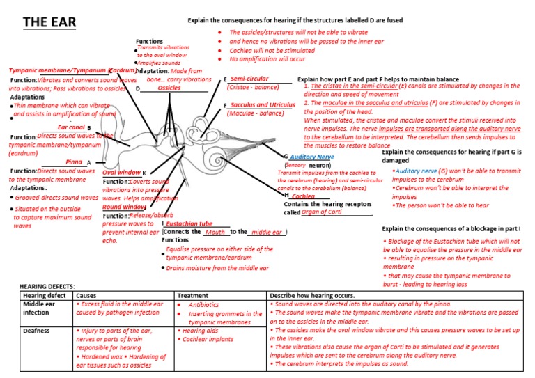 Grade 12 Hearing Process and Defects | PDF | Ear | Hearing