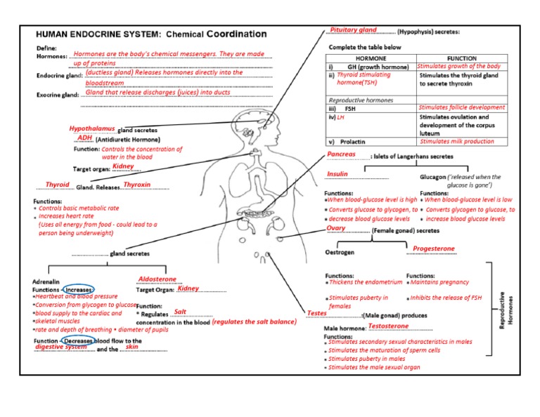 Endocrine System Table