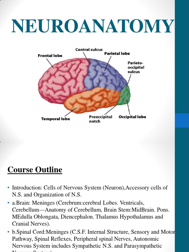 Central Nervous System Anatomy Overview | PDF | Cerebrum | Central ...