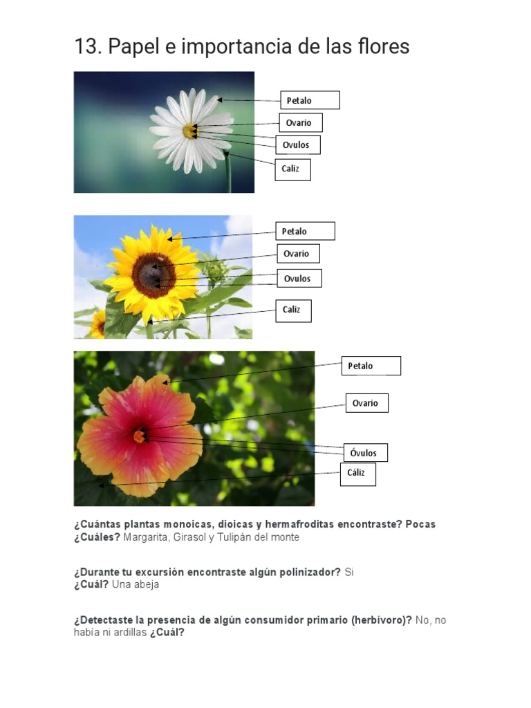 Papel y Partes de Una Flor | PDF | Flores | Interacciones biológicas