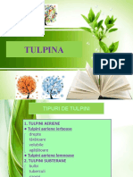 Organe - Vegetative - Tulpina - 6 (1) .PPSX