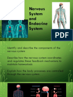 Nervous System and Endocrine System