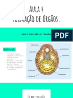 Aula 4 Formação de Órgãos PDF