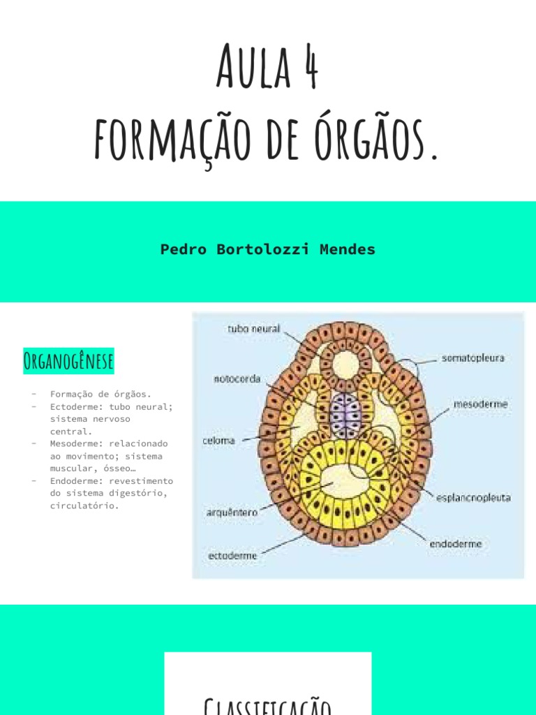 Aula 4 Formação de Órgãos PDF | PDF