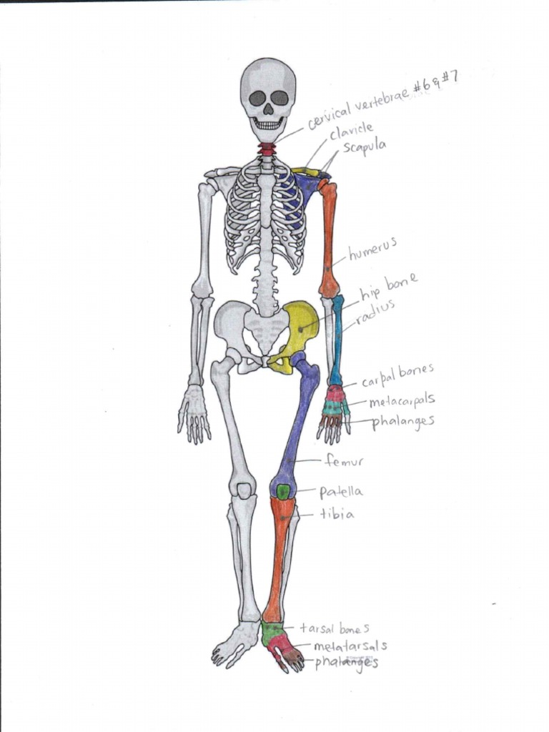 Bones (A Study of Body Movements) | PDF