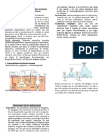 Clase 3 Fisiopatología Completa