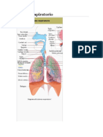 ANATOMIA Aparato Respiratorio