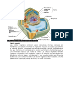 Estructuras y orgánulos de las células vegetales y animales