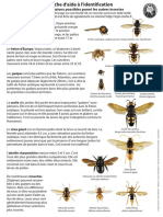 Aide Identification Frelon