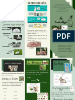 Triptico Conejos PDF