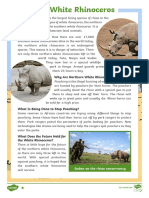 The White Rhinoceros Differentiated Reading Comprehension Activity - Ver - 1